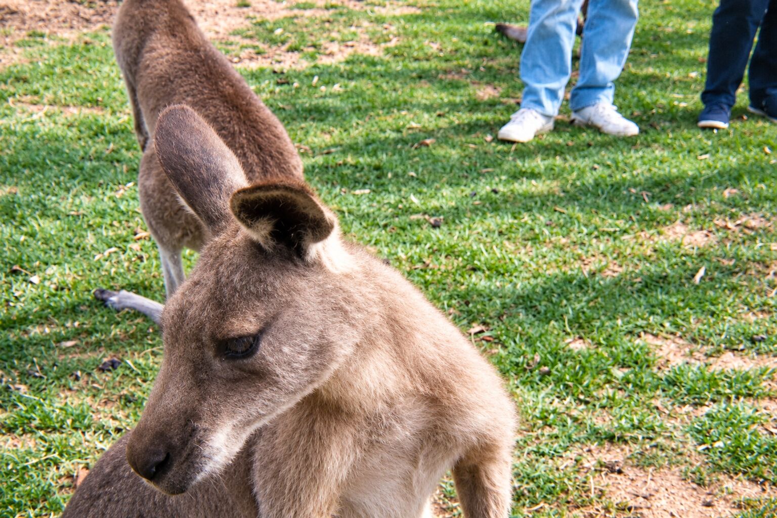 Gumbuya World — Rides, wildlife and water an hour from Melbourne.