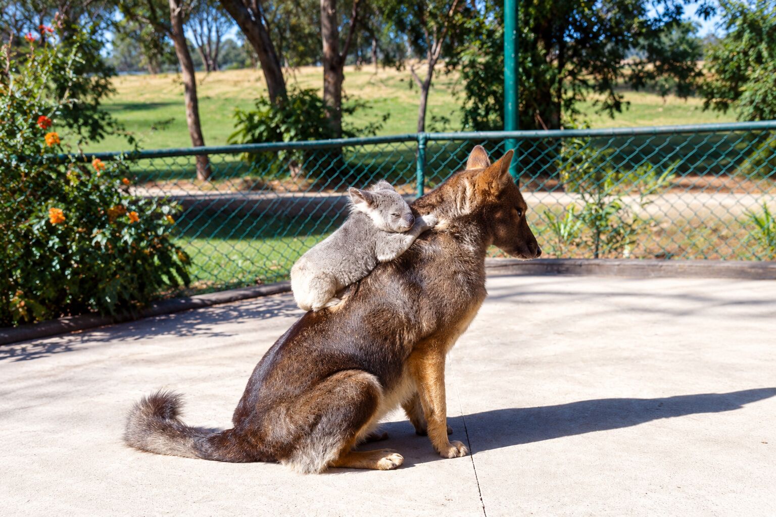 Paradise Country — A true-blue Aussie farm day.